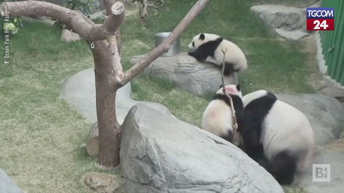 Hong Kong, scelti nomi per i cuccioli di panda gigante: Jia Jia e De De