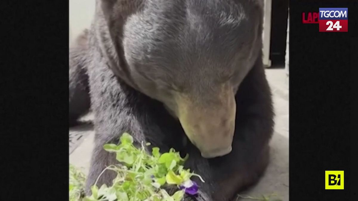 Chicago, l'orso Birch mangia le viole del pensiero