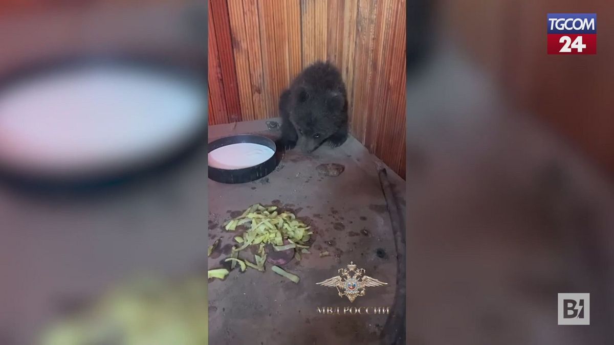 Cucciolo d'orso fatto cadere da albero: è stato curato ed è tornato in libertà