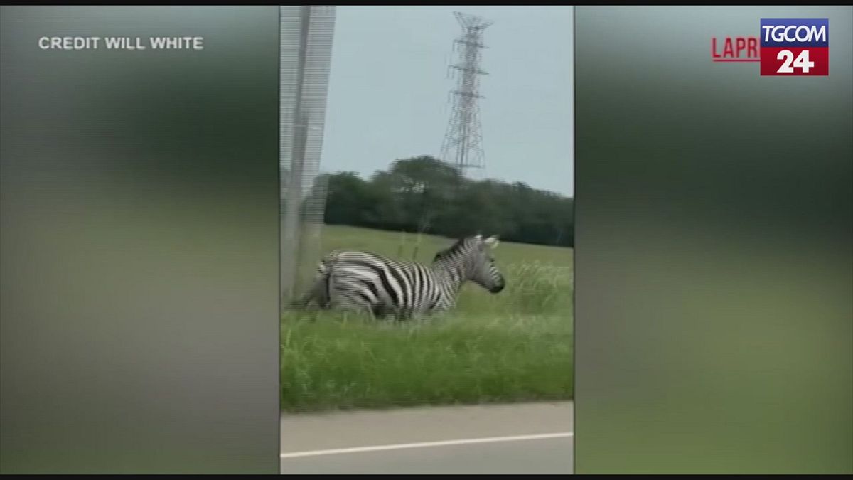 Zebra in fuga sulle strade del Tennessee: gli avvistamenti degli automobilisti increduli