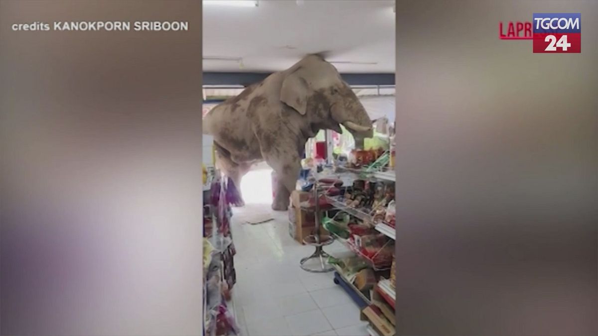 Thailandia, elefante affamato irrompe in un minimarket: panico tra gli scaffali
