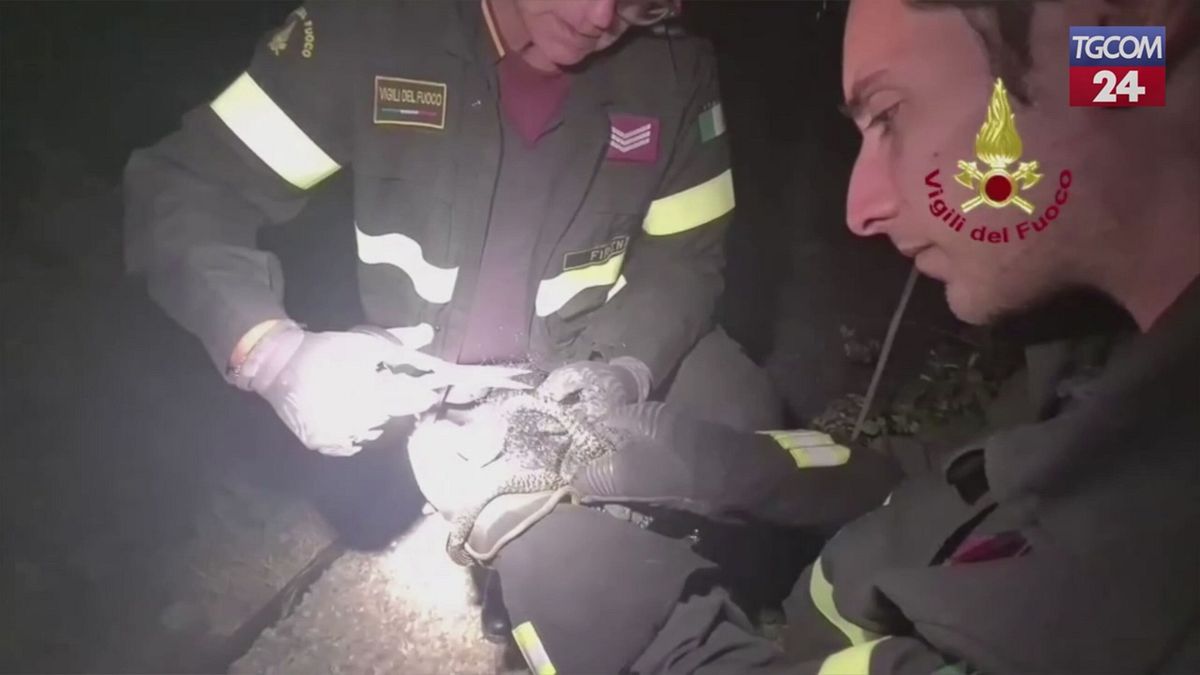 Firenze, altro che gattini sugli alberi... i vigili del fuoco salvano due serpenti