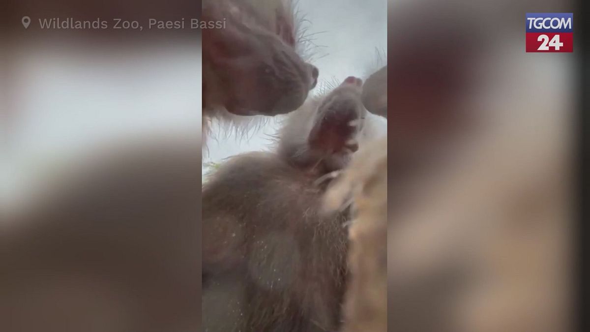 Paesi Bassi, babbuini afferrano uno smartphone allo zoo e si riprendono