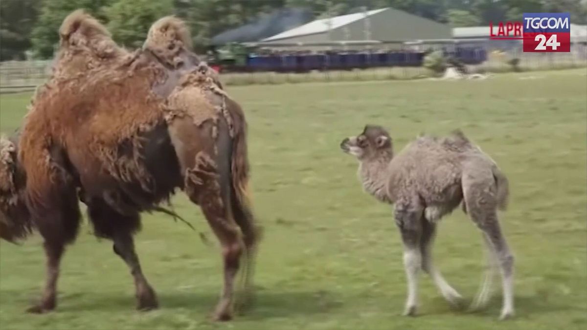 Allo zoo di Whipsnade è nato un cucciolo di cammello battriano