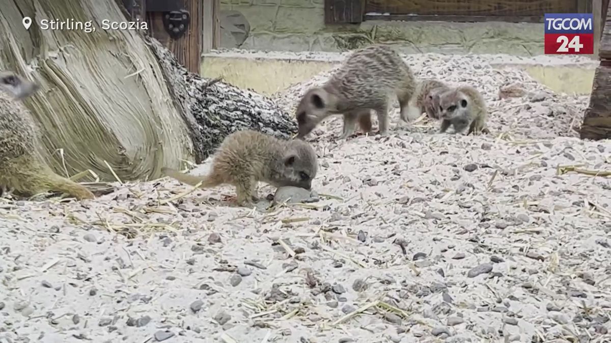 Scozia, nati 4 cuccioli di suricato al Blair Drummond Safari Park
