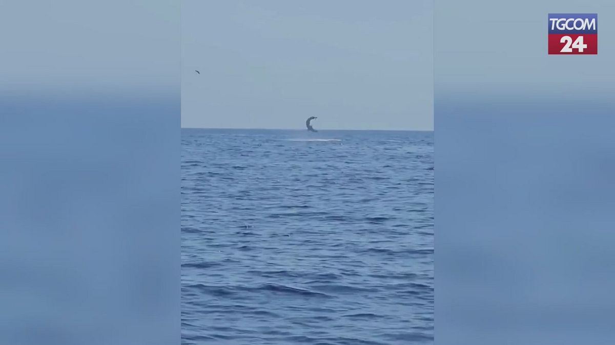 Siracusa, vanno a pesca di tonni ma all'amo abbocca uno squalo