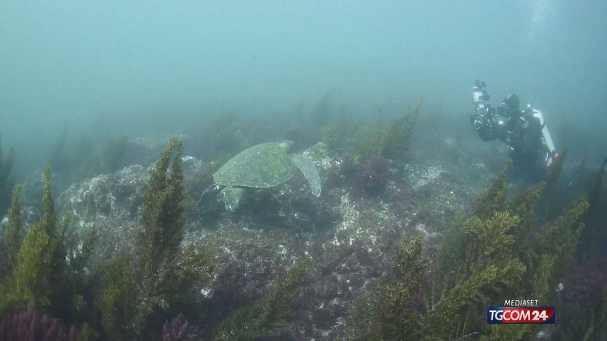 12.00 GIORNATA TARTARUGHE MARINE SRV