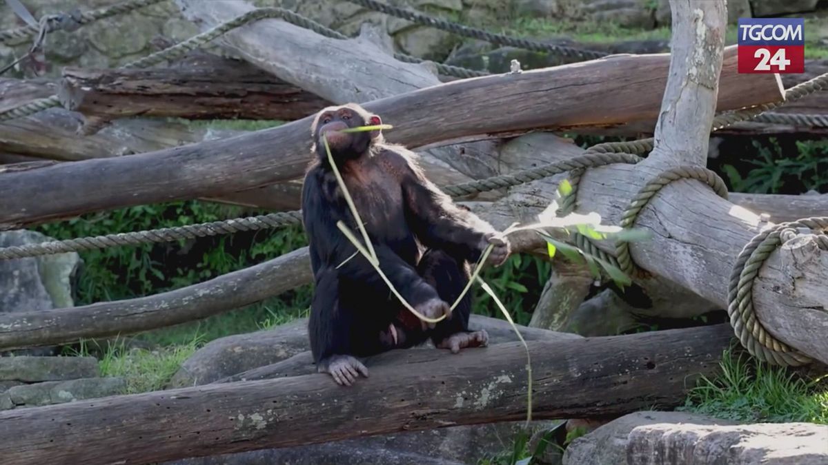 Australia, visita storica al Taronga Zoo: si celebrano i 65 anni di ricerche sugli scimpanzé
