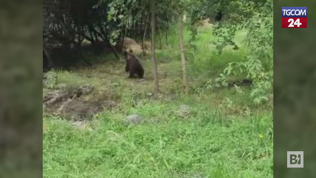 Abruzzo Milli Parkı, Nina Bear transfer edildi