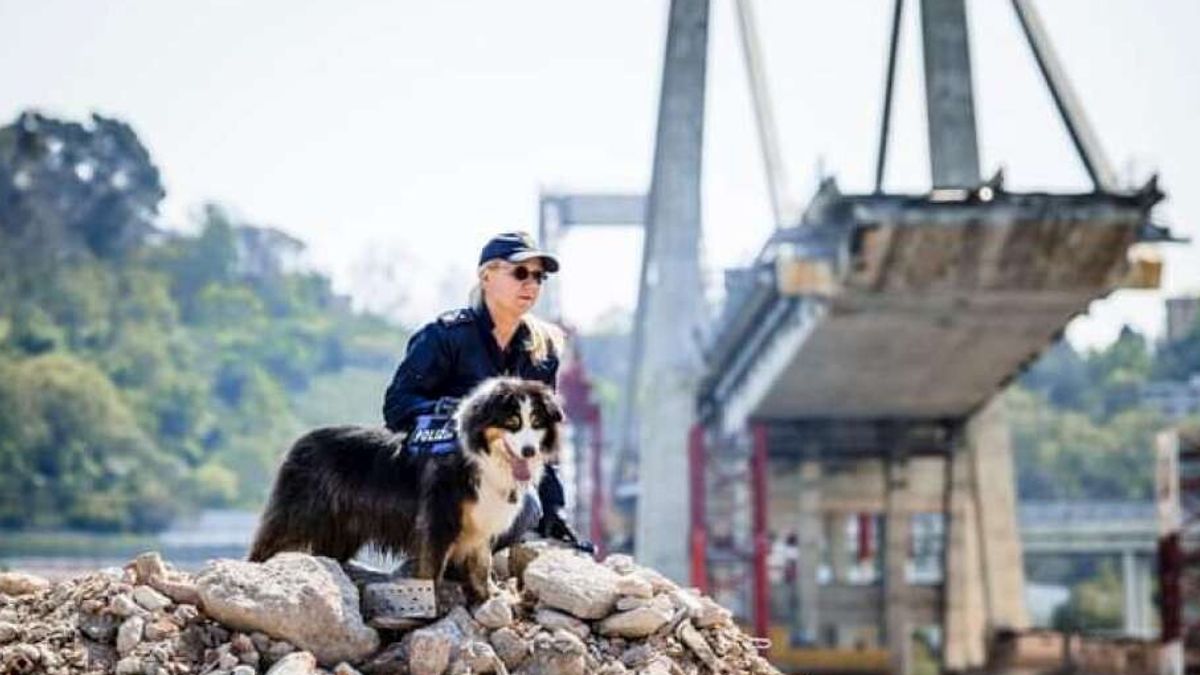 genova 232 morto il cane poliziotto eroe del ponte morandi sotto le macerie trov242 sei sopravvissuti
