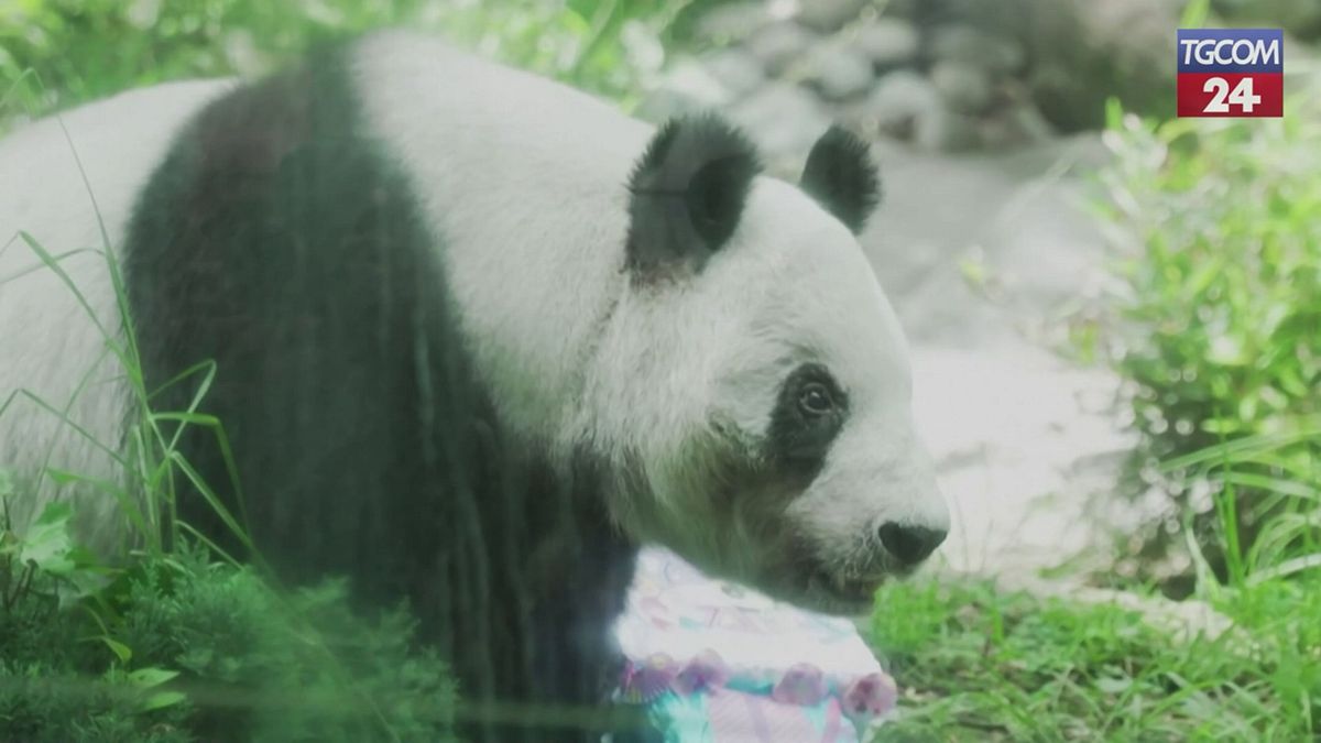 Mexico City, Hayvanat Bahçesi Dev Panda Xin Xin'in 35 yılını kutluyor