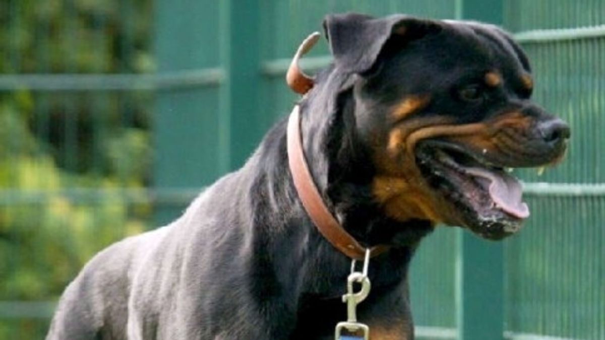 Roma, fratellini aggrediti dal rottweiler della nonna: sono gravi