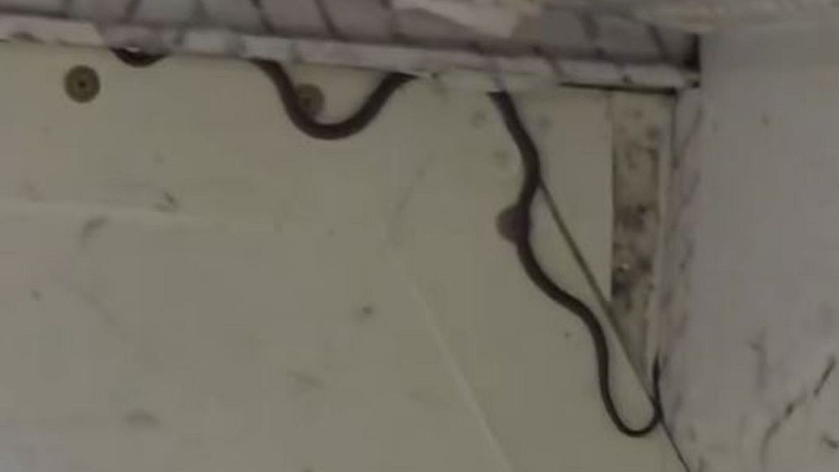 Australia, il volo fa ritardo per un serpente a bordo