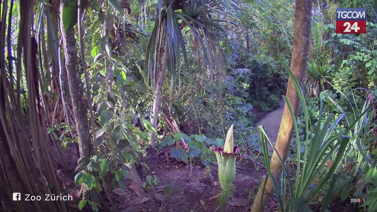 Zurigo, sboccia il fiore cadavere: è il più grande e puzzolente del mondo