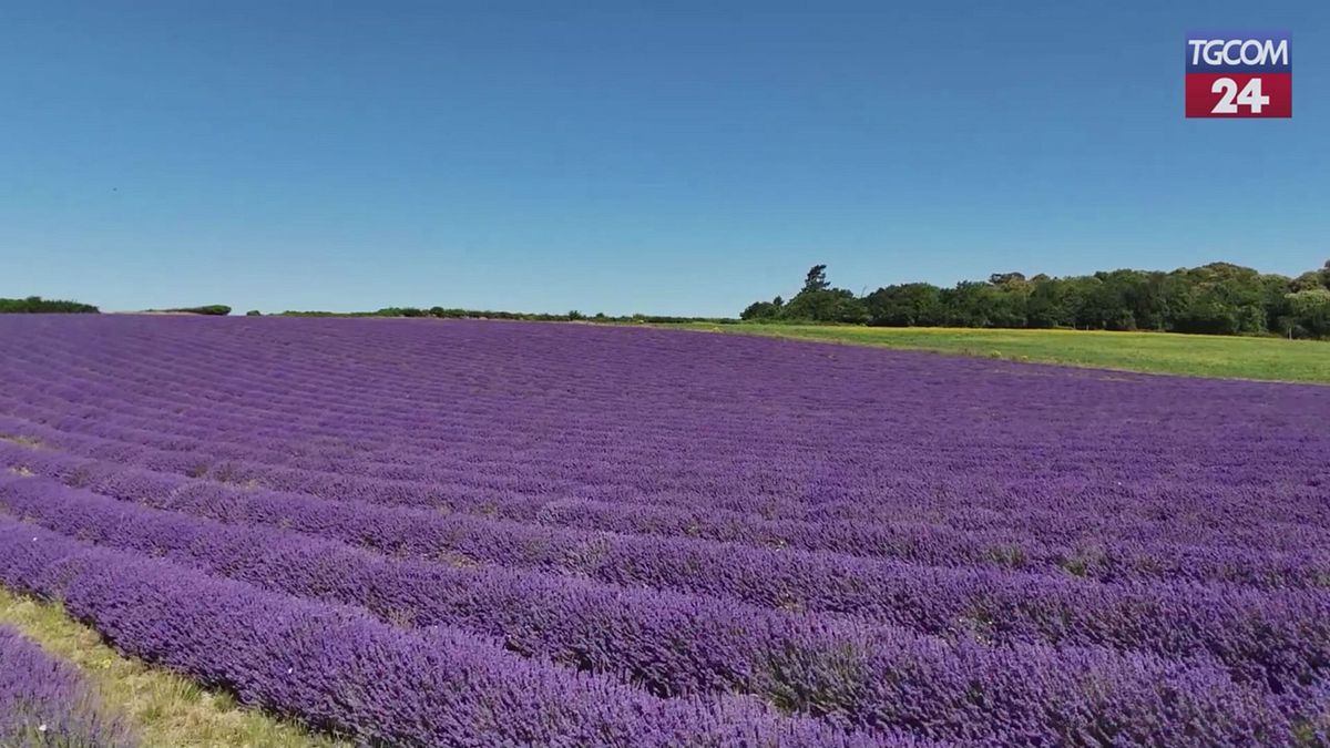 Inghilterra, il campo di lavanda di Lordington apre le porte al pubblico per l