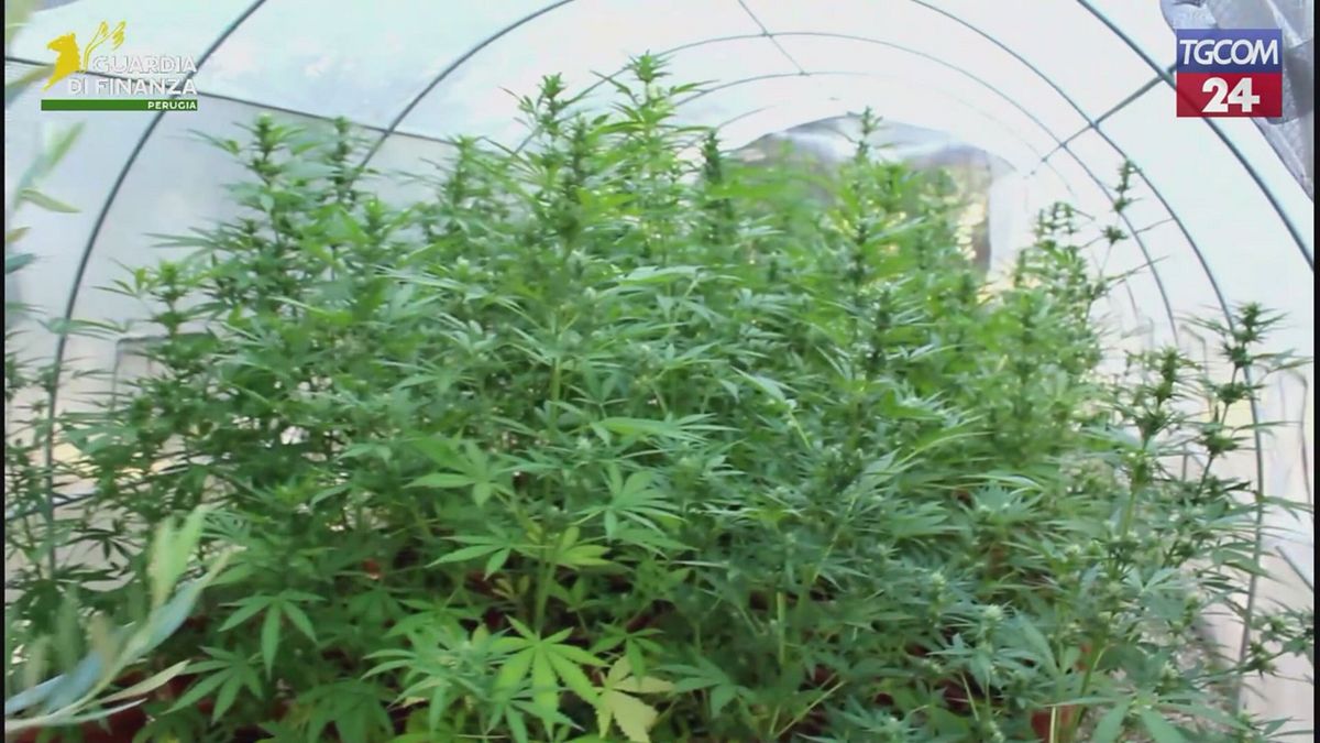 Perugia, maxi sequestro di marijuana in una villa: trovate 69 piante in serra