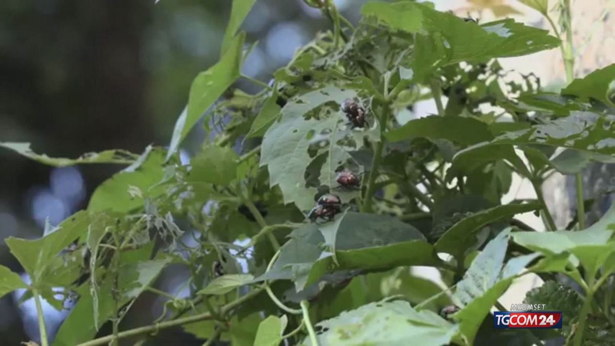 Invasione di scarabei giapponesi in Lombardia