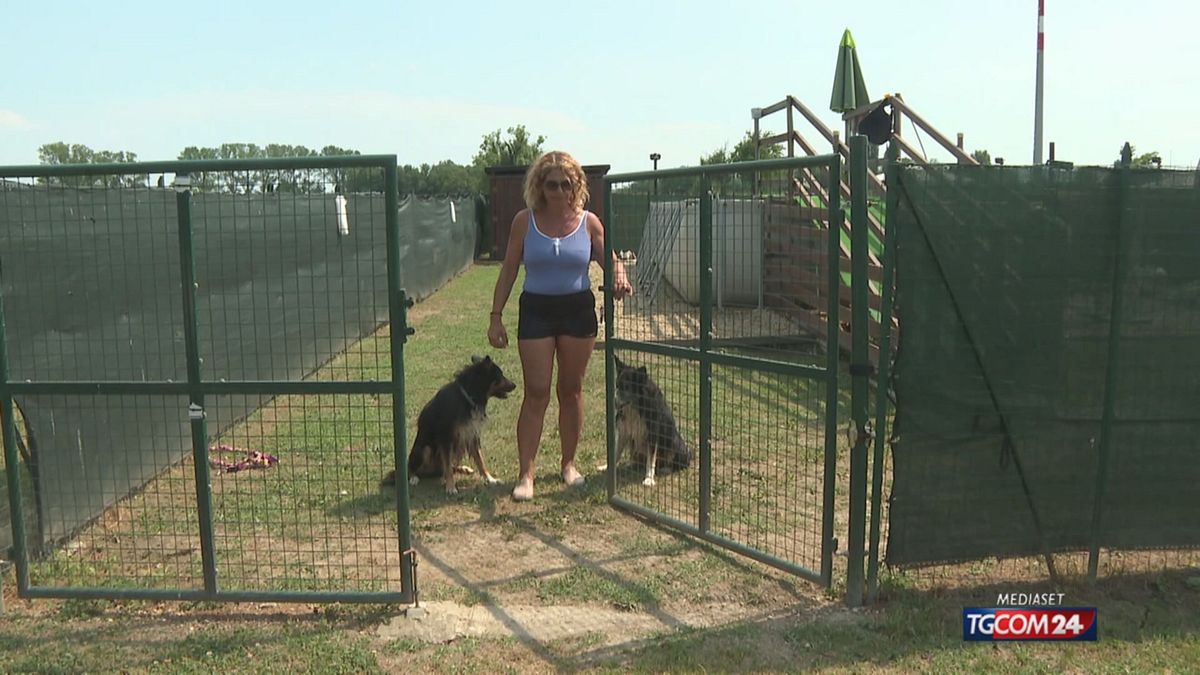 Sold out nella piscina per cani