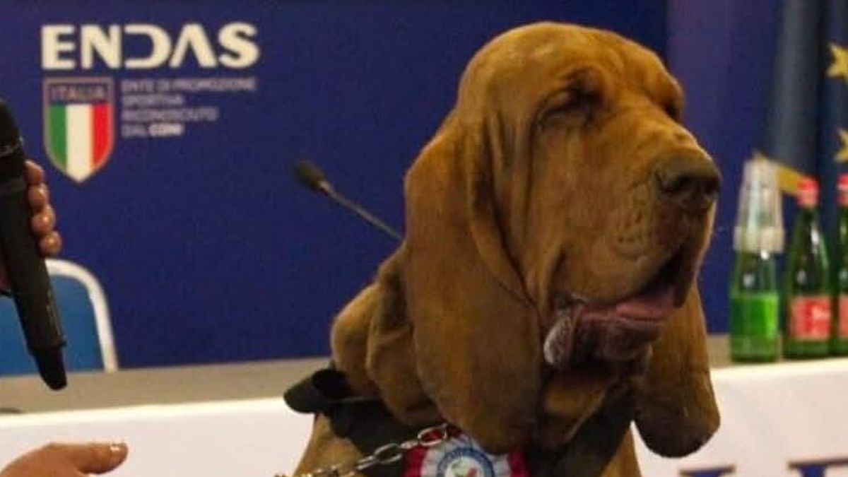 Il cane eroe Bruno ucciso da un boccone con chiodi | Era stato premiato da Giorgia Meloni