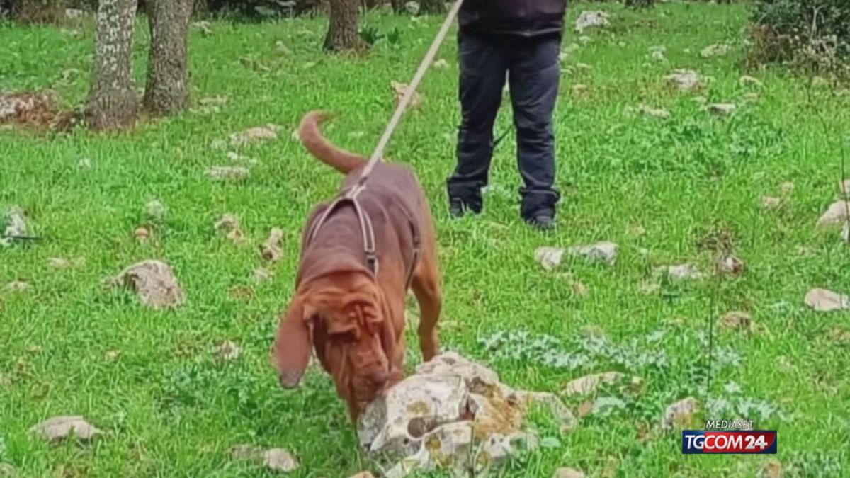 Cane ucciso, parla l