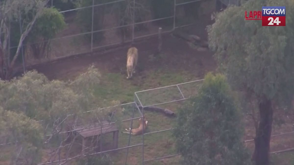 Australia, donna aggredita da un leone in uno zoo