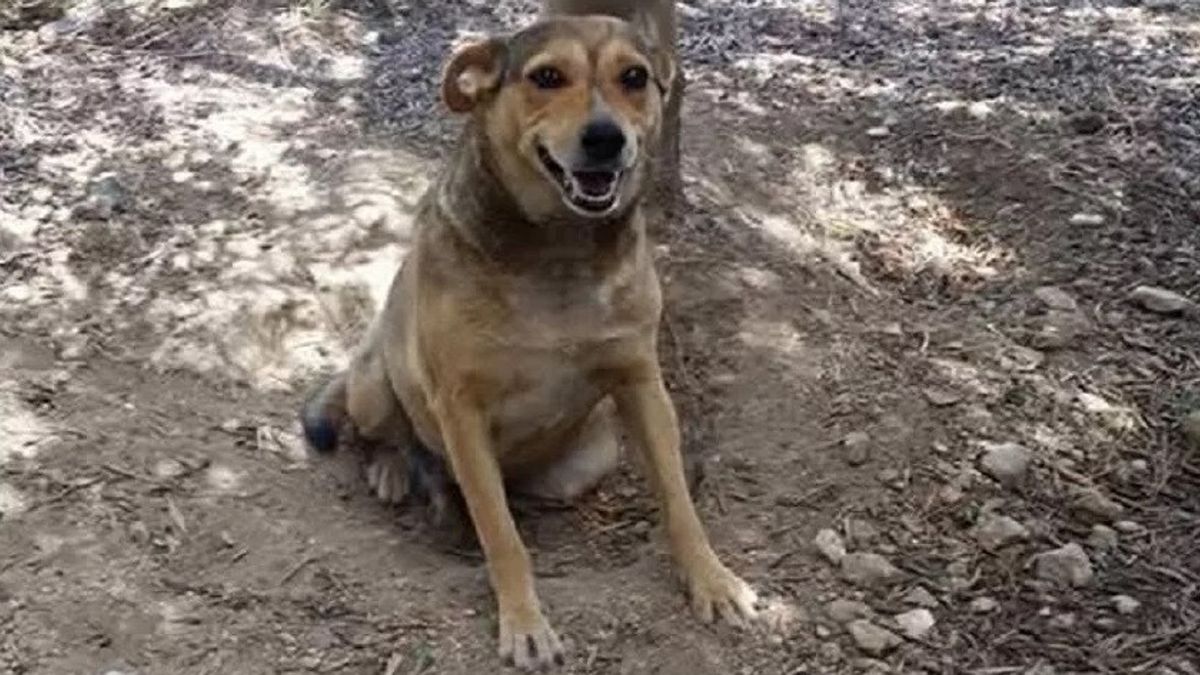 Cane legato ai binari e ucciso a Siracusa, un uomo confessa | In città affissi i manifesti con i volti dei "colpevoli"