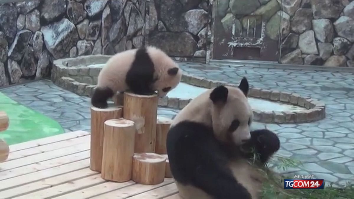 La Cina si riprende quattro panda dal Giappone