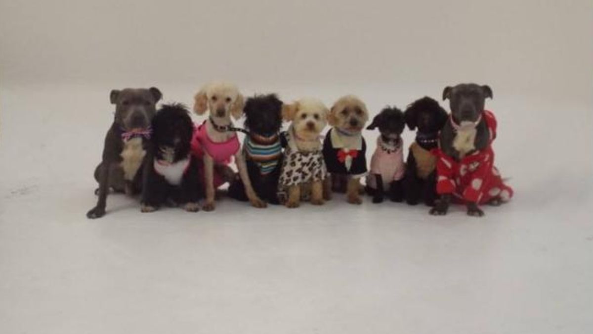 rivuoi il tuo fido paga il riscatto 232 l estate dei rapimenti canini