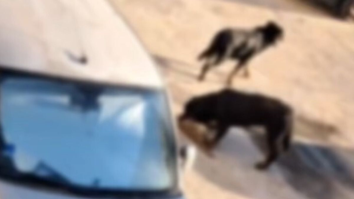 Pozzuoli (Napoli), gatti sbranati da due rottweiler lasciati liberi: "Proprietari da punire"