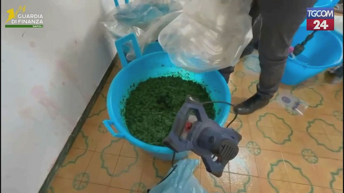 Napoli, scoperto laboratorio clandestino per produrre tabacco