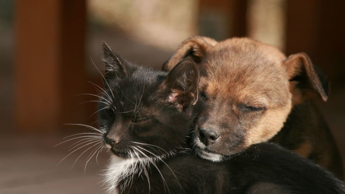 Genç kalmak ister misin? Bir köpek veya kedi evlat edin
