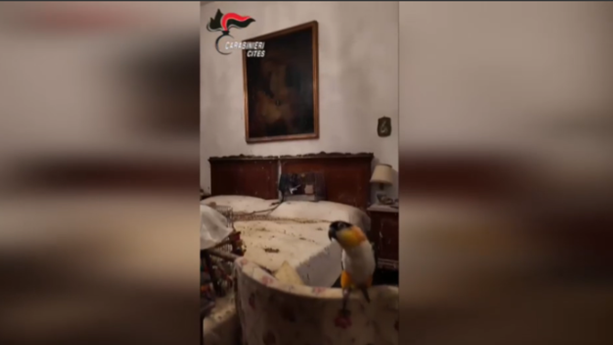 Torino, zoo lager nel centro della città: 45 animali in gravi condizioni