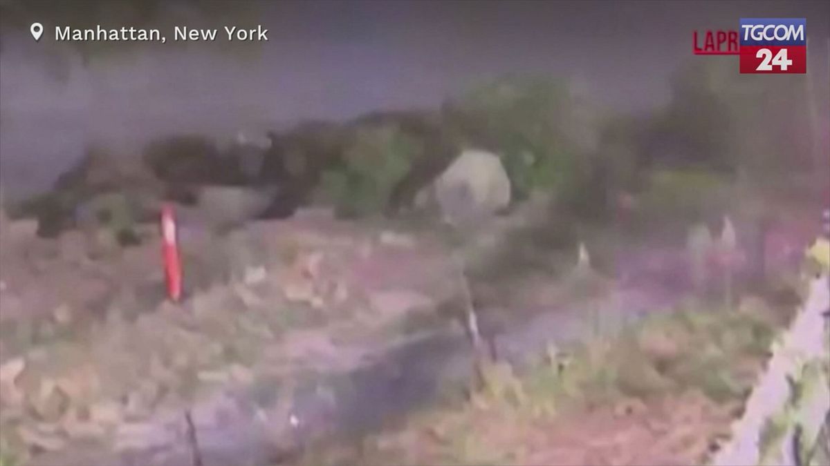 New York, agente fuori servizio ferito durante una rapina: il video dell