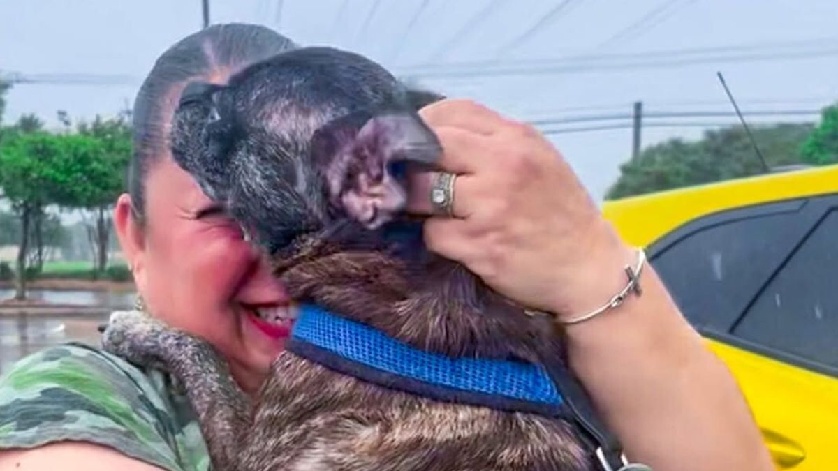 cagnolina scompare dopo l uragano harvey ritrovata 8 anni dopo a 480 km da casa