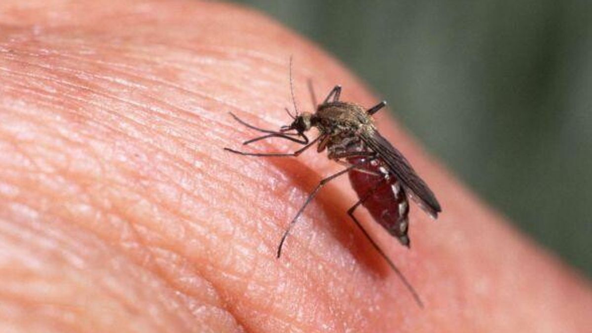 West Nile, picco di contagi nel Lazio: 20 casi tutti a Latina e provincia