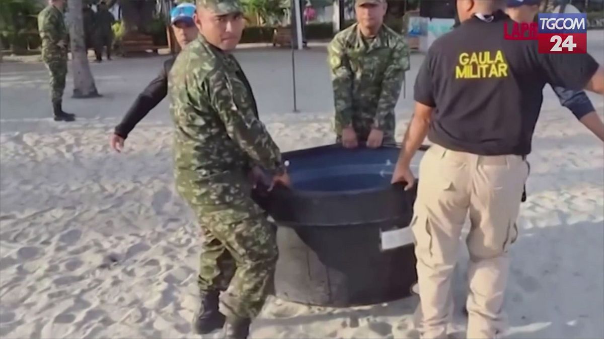 Kolombiya, genç deniz kaplumbağaları bir yıl süren bakımdan sonra denize döner