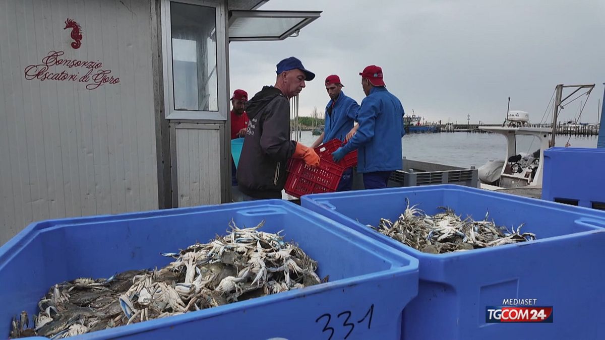 Da flagello a business, la pesca a Goro rinasce col granchio blu