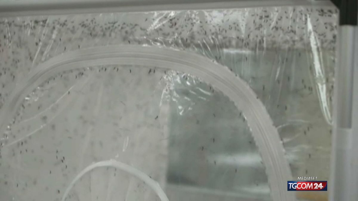 West Nile, 32 i casi in tutta Italia