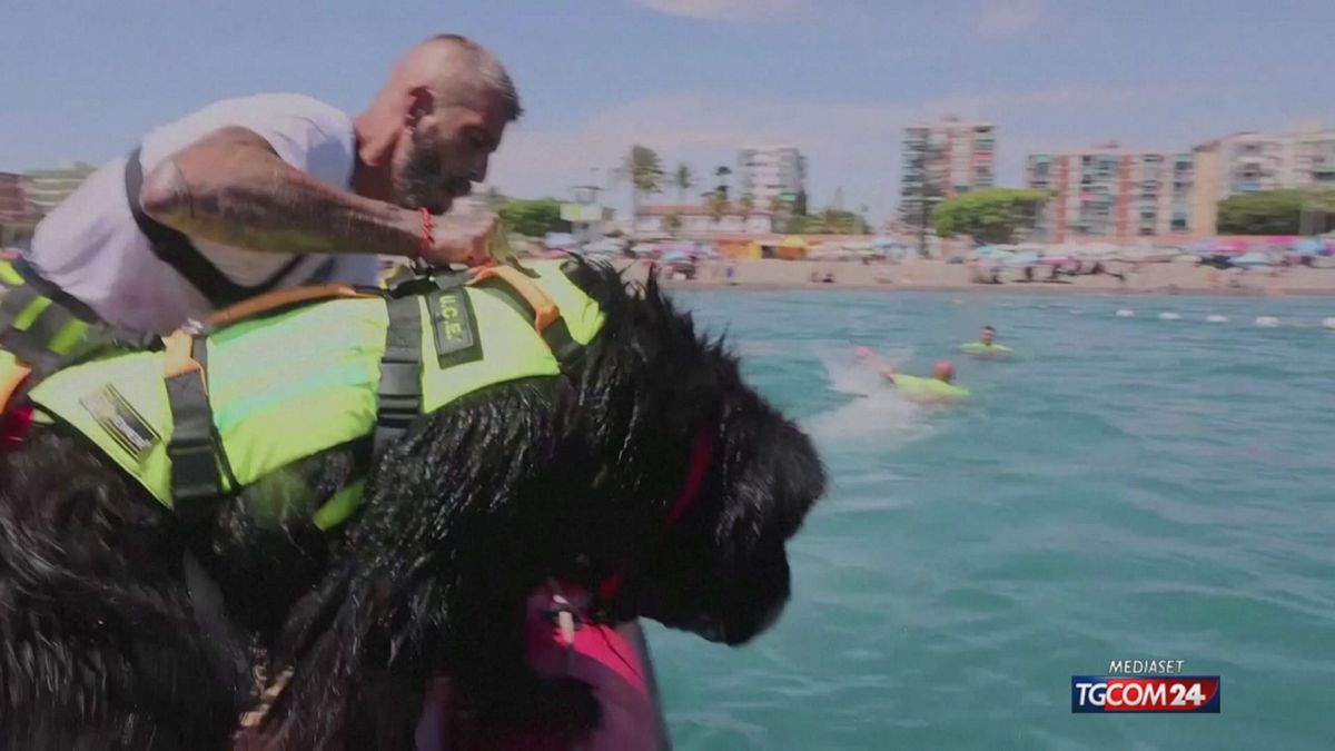 le spiagge italiane celebrano i cani da salvataggio