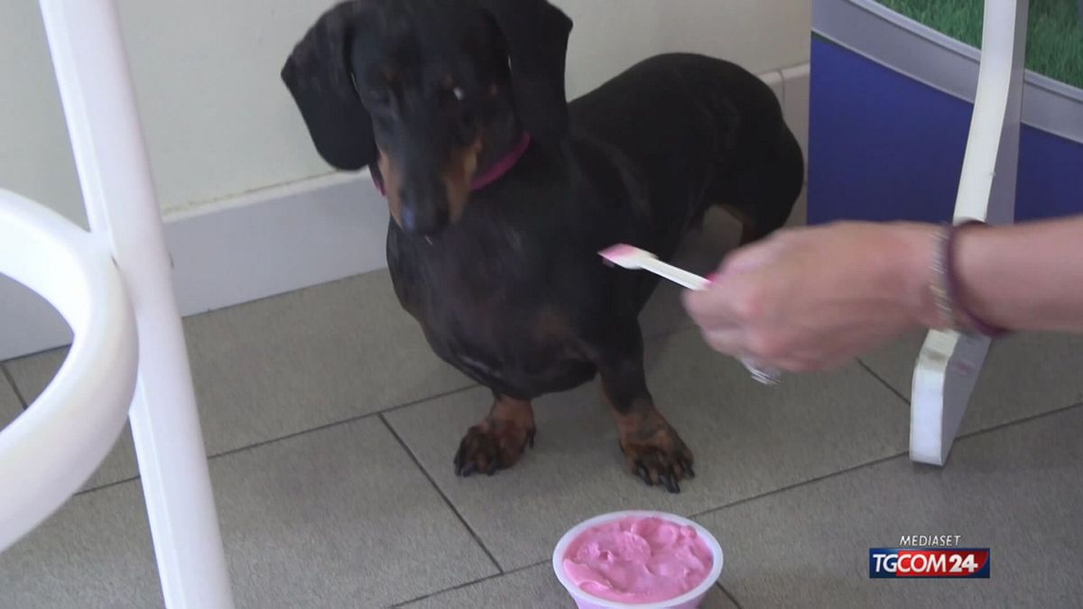 da piacenza a milano arrivano le gelaterie per cani