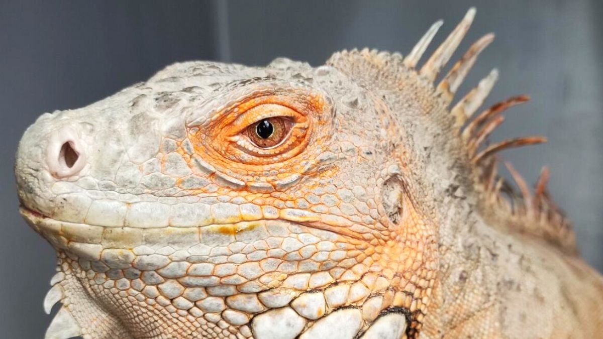 como teneva illegalmente un iguana di un metro e venti in salotto 40mila euro di multa