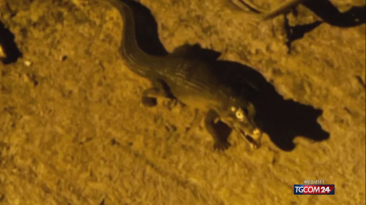 il coccodrillo che ha terrorizzato ladispoli per tre giorni era un giocattolo