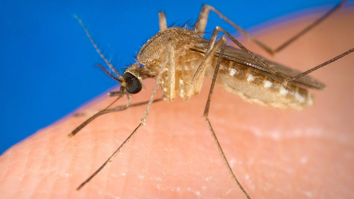 west nile nel 2025 i morti da inizio anno salgono a sei a luglio tre decessi nel lazio e due in campania