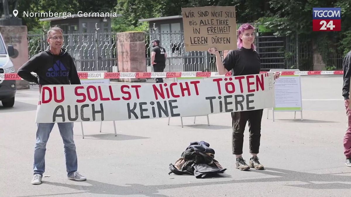 Norimberga, lo zoo abbatte dodici babbuini per mancanza di spazio: proteste e denunce