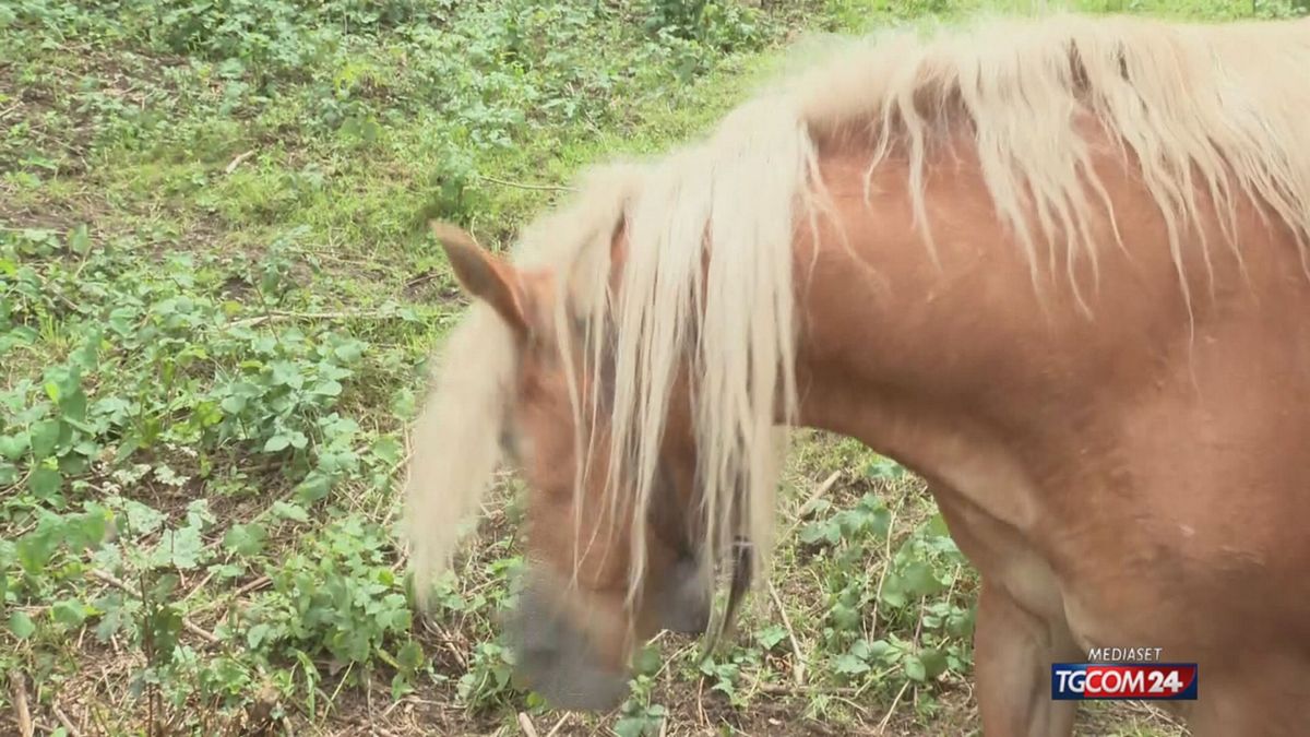 Val Seriana, a Selvino turisti contro un cavallo col campanaccio