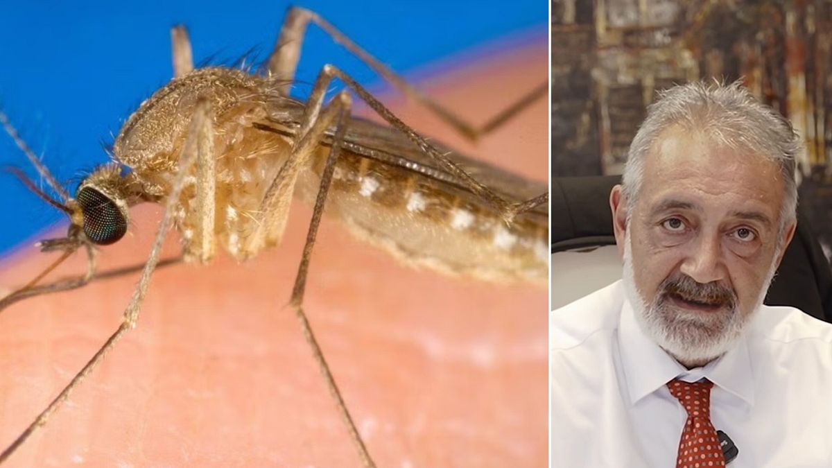 West Nile, un altro morto a Caserta: è il nono in Italia | Lazio, Rocca firma ordinanza urgente per prevenire la diffusione del virus