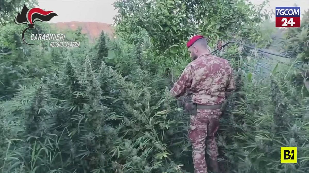 Reggio Calabria, scoperti una "giungla" di marijuana e un arsenale illegale