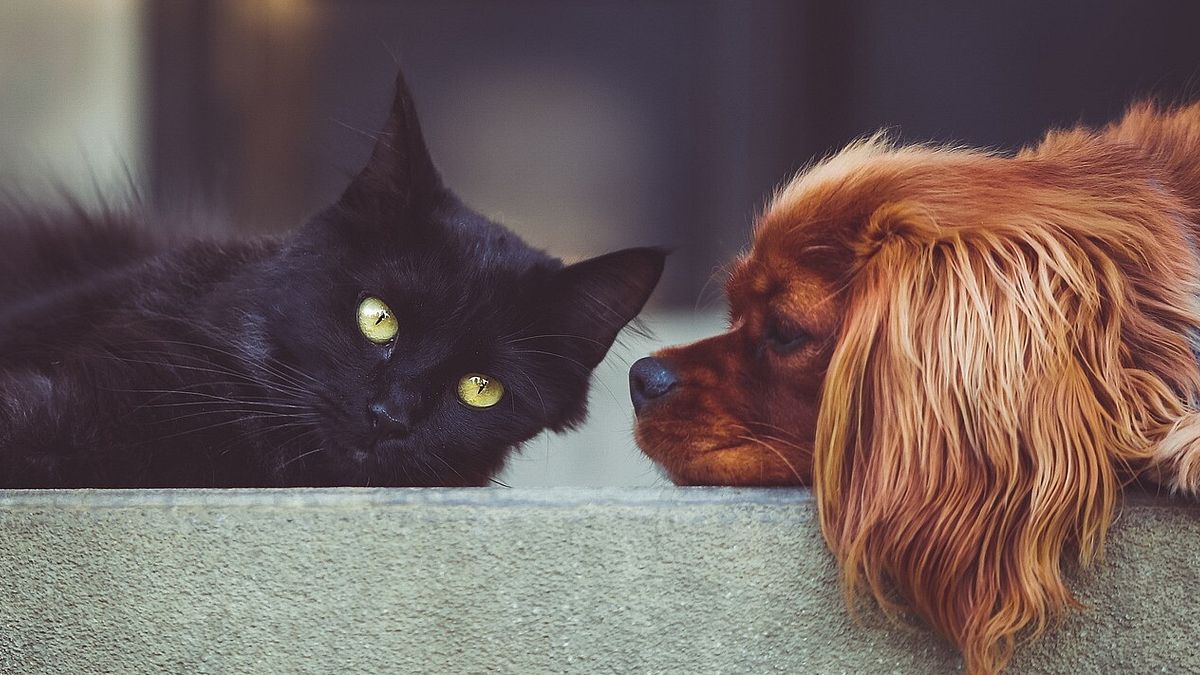 a ciri233 torino sar224 possibile essere sepolti con il proprio cane o gatto