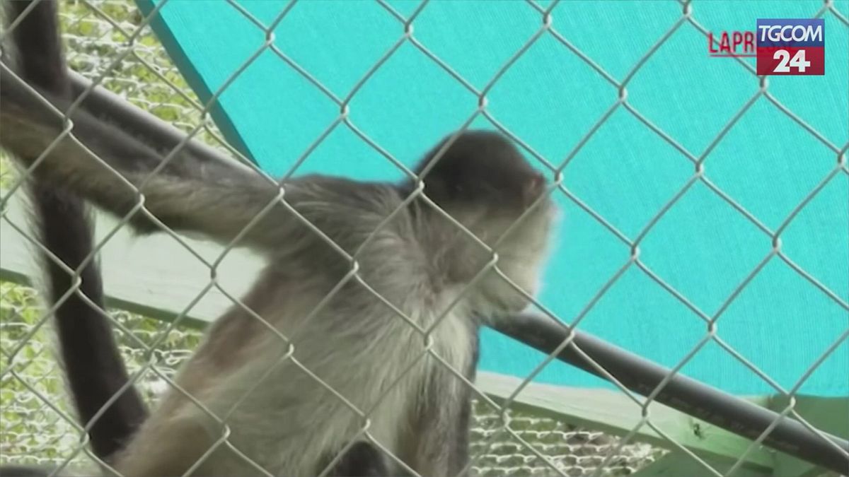 Santuario delle scimmie aiuta veterani a combattere disturbo da stress post traumatico