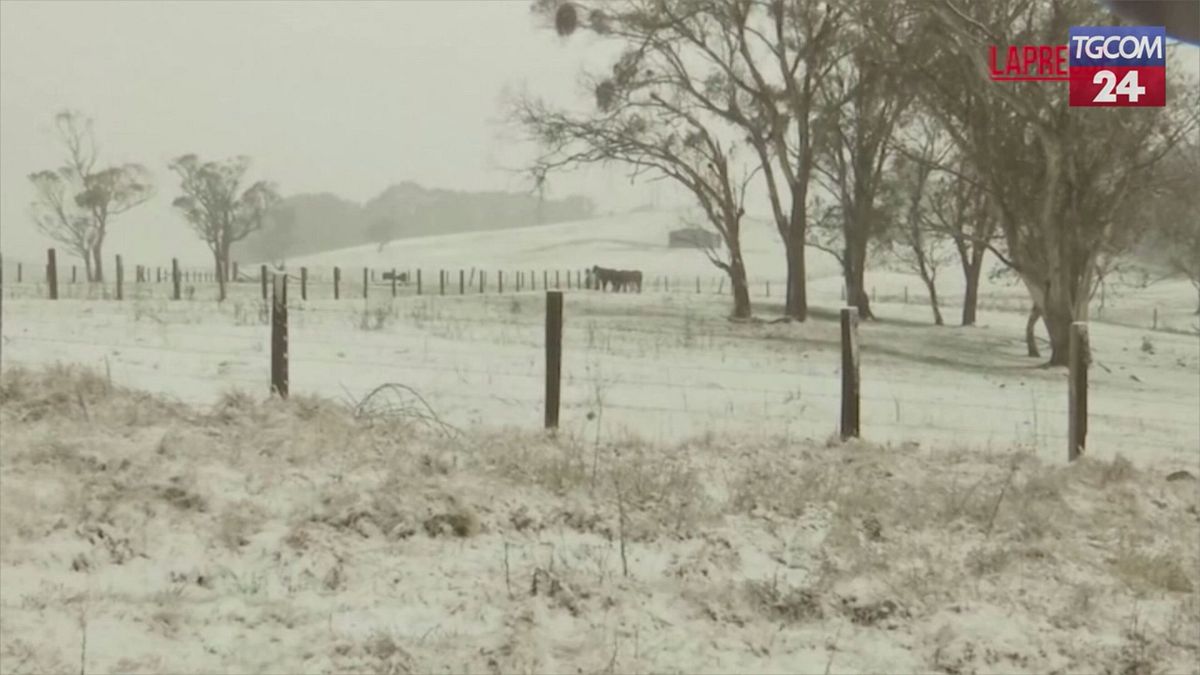 australia rara nevicata nel nuovo galles del sud i canguri saltano nella neve
